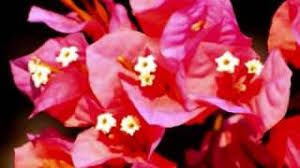 Chords For Alain Ramanisum Joyeux Anniversaire