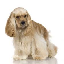 Let's see about changing the hair colour without dying. Cocker Spaniel Breed Information Pictures American Cocker Spaniel