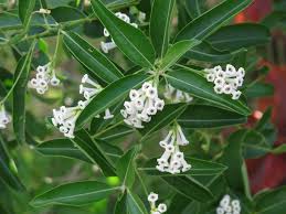 Image result for Cestrum