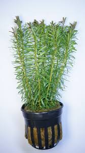 Image result for Rotala filiformis