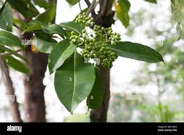 Image result for Rauvolfia mannii