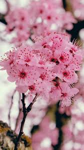 Sakura Cherry Blossom Sakura Cherry Blossom Cherry Blossom Flowers Spring Wallpaper