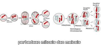 Perbedaan Mitosis Dan Meiosis Ilmumbahguru