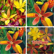 Image result for Pardancanda norrisii