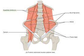 Muscular wall separating the chest and abdomen. Thoracic And Abdominal Muscles Lecturio Online Medical Library