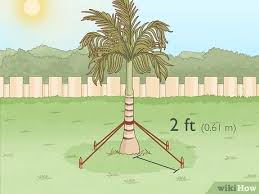 3 Ways To Remove A Palm Tree Wikihow