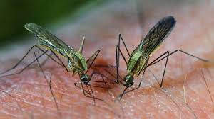 Virusul west nile ( wnv ) este un virus arn monocatenar care cauzează febra west nile. Virusul West Nile In Romania IncÄƒ Un Caz A Fost Confirmat In JudeÅ£ul Satu Mare Publika Md Aici Sunt È™tirile