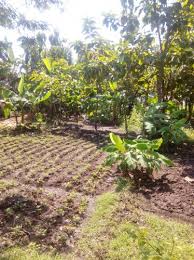 Tanah kebun untuk dijual batang kali. Kebun Dijual Jawa Timur Jualsewatanah Com