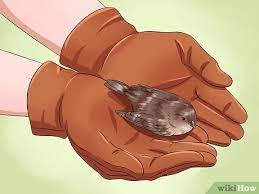 How To Care For An Injured Wild Bird That Cannot Fly