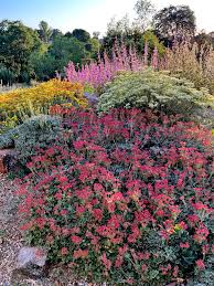 Image result for Eriosema pumilum