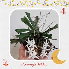 Image result for Aerangis kirkii