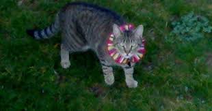 Birdsbesafe Bird Safe Cat Collar Here S Jinx A Tabby Cat On The Prowl But Luckily For The Songbirds He S Wearing A Birdsbesafe Cat Collar Cover So Easy Cat Collars Tabby Cat Pet Owners