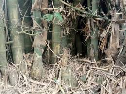 Tumpahan noda harus dibersihkan dengan cepat atau tumpahan dapat meresap dan menodai permukaan secara permanen. Rebung Bambu Dalam Kuah Pliek Dan Kuah Leumak