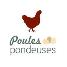 Aussi appelée poule fermière, cette poule moyenne de couleur rousse est la plus répandue dans les foyers français. Profil De Poules Pondeuses Poulespondeuses Pinterest