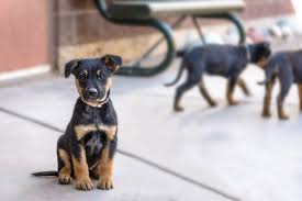 The ultimate guide | how to train your dog. Rottie Shepherd German Shepherd Rottweiler Mix Info Pics Facts Doggie Designer