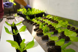 Secara umum tanaman hidroponik seperti kangkung, bayam, dan selada. Nutrisi Tanaman Hidroponik Organik Dan Alami Seringbaca Com