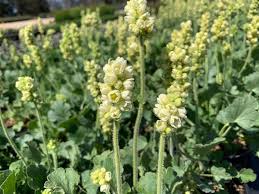 Image result for Heuchera cylindrica Greenfinch