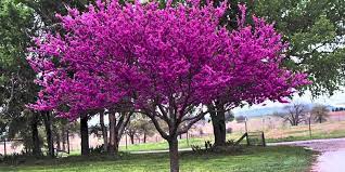 Check spelling or type a new query. Eastern Redbud Flowering Time Description Seasonal Development And General Distribution In Ohio