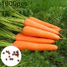 Maggie moran home & garden specialist. Originaltree 1000 Count Carrot Seeds Easy Grow Vegetable Garden Plant Seeds Buy Online In Faroe Islands At Faroe Desertcart Com Productid 193631261
