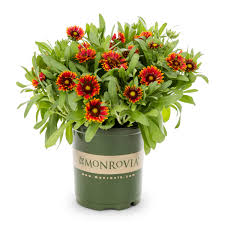 Image result for Halopegia