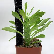 Image result for Monadenium