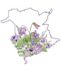 New brunswick provincial flower is the purple violet flower. I Thought You Guys Might Want To See The Provincial Flower Map I Made For New Brunswick Featuring The Viola Cucullata Or Purple Violet Which Was Adopted As The Floral Emblem In