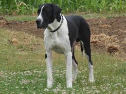 Lancaster puppies advertises puppies for sale in pa, as well as ohio, indiana, new york and other states. Darby Plains Danes Harlequins Mantles Merle And Black Harl Bred Blacks Puppies