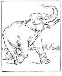 Giraffe preschool s zoo animals14cd. Realistic Coloring Pages Of Animals Coloring Hopefully This Zoo Coloring Pages Can Make T Zoo Animal Coloring Pages Zoo Coloring Pages Elephant Coloring Page