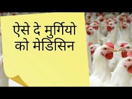 medicine guide for broiler poultry farming by sunny poultry