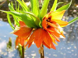 Check spelling or type a new query. Favorite Orange Flowered Bulbs Pacific Bulb Society