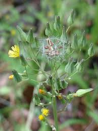 Image result for Alafia orientalis