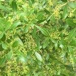 Image result for Searsia gueinzii