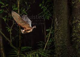 Journal of zoology, 1976, vol. Short Tailed Bat Mystacina Tuberculata Flying At Night Lesser Short Tailed Bat Pekapeka Tou Poto Pureora Forest Waitomo District Waikato Region New Zealand Nz Stock Photo From New Zealand Nz Photos And Stock Photography By