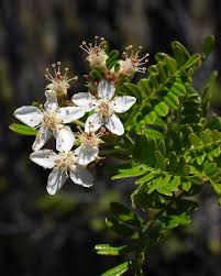 Image result for Monodora grandidieri