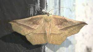 Mariposas Nocturnas Oxydia Vesulia Youtube