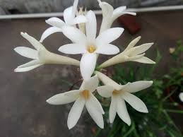 Maybe you would like to learn more about one of these? 21 Most Fragrant Flowers Shrubs For Your Garden