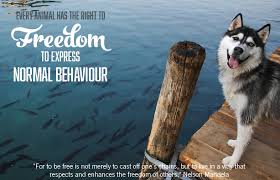 We did not find results for: Husky Rescue Kzn Help Us Help Them Become A Husky Hero Today