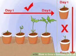 There are over 70 species of the sunflower plant. How To Grow A Sunflower In A Pot Planting Sunflower Seeds Planting Sunflowers Potted Sunflowers
