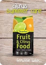 Fertilizing fruit trees before planting fruit trees, we recommend that gardeners test their soil before planting to de­termine the amount of lime and fertilizers needed. Caring For Citrus Trees In Summer Searles Gardening