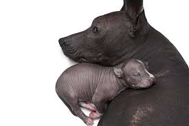 Xoloitzcuintli Dog Breed Information Dog Breeds Mexican Hairless Dog Xoloitzcuintli