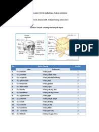 Rangka manusia dan bahasa latinnya. Nama Nama Ilmiah Tulang Manusia