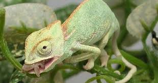 Pin By Maruli Tambunan On Bunglon Veiled Chameleon Chameleon Facts Chameleon