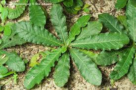 Image result for Elephantopus scaber