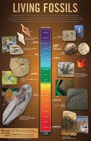 Living Fossils Wall Chart Creation Science Living Fossil Fossils