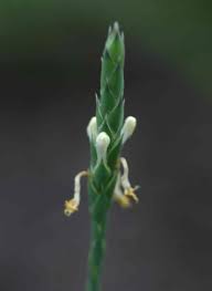 Image result for Elytraria