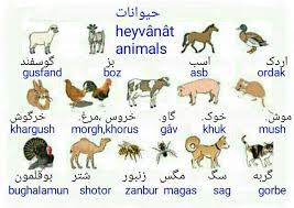 Animals In Farsi Persian Language Learn Persian Farsi Alphabet