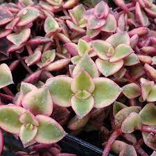 The leaves have different colors that include pink, cream, green, and purple. Crassula Pellucida Variegata Calico Kitten Stecklinge Sunnyplants Com