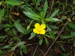Image result for Ludwigia stenorraphe