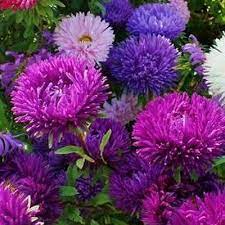 50 Aster Tall Double Gremlin Mix Flower Seeds Under The Sun Seeds Flower Seeds Aster Flower Trees To Plant