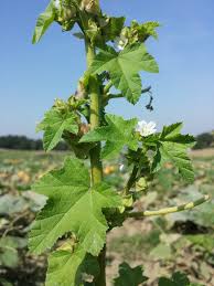 Image result for Malva verticillata